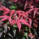 Acer palmatum Winter's Columnar Red Japanese Maple