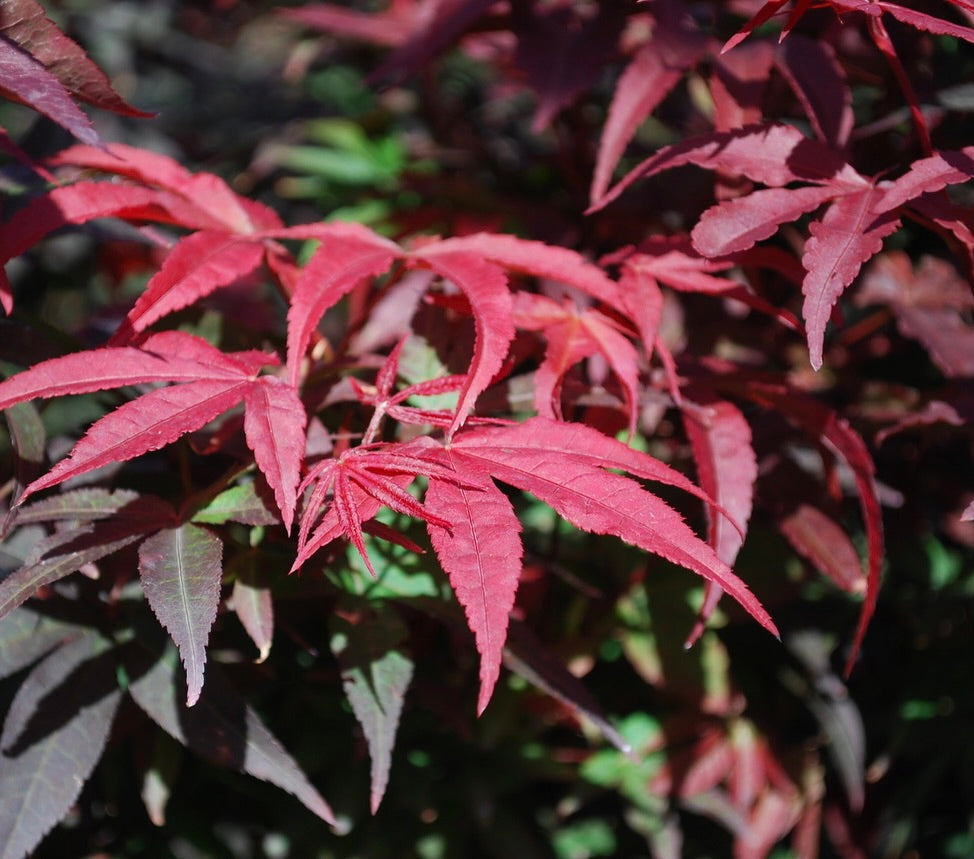 Acer palmatum Winter's Columnar Red Japanese Maple