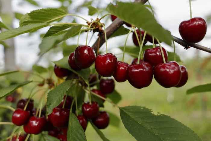 Cherry Black Gold Black Gold Cherry