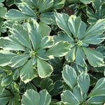 Pachysandra terminalis Silver Edge Silver Edge Japanese Spurge
