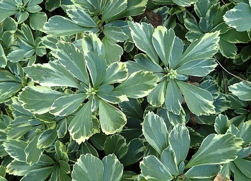 Pachysandra terminalis Silver Edge Silver Edge Japanese Spurge