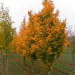 Parrotia persica Golden BellTower Chrishaven 1 PP28584 Golden BellTower Ironwood