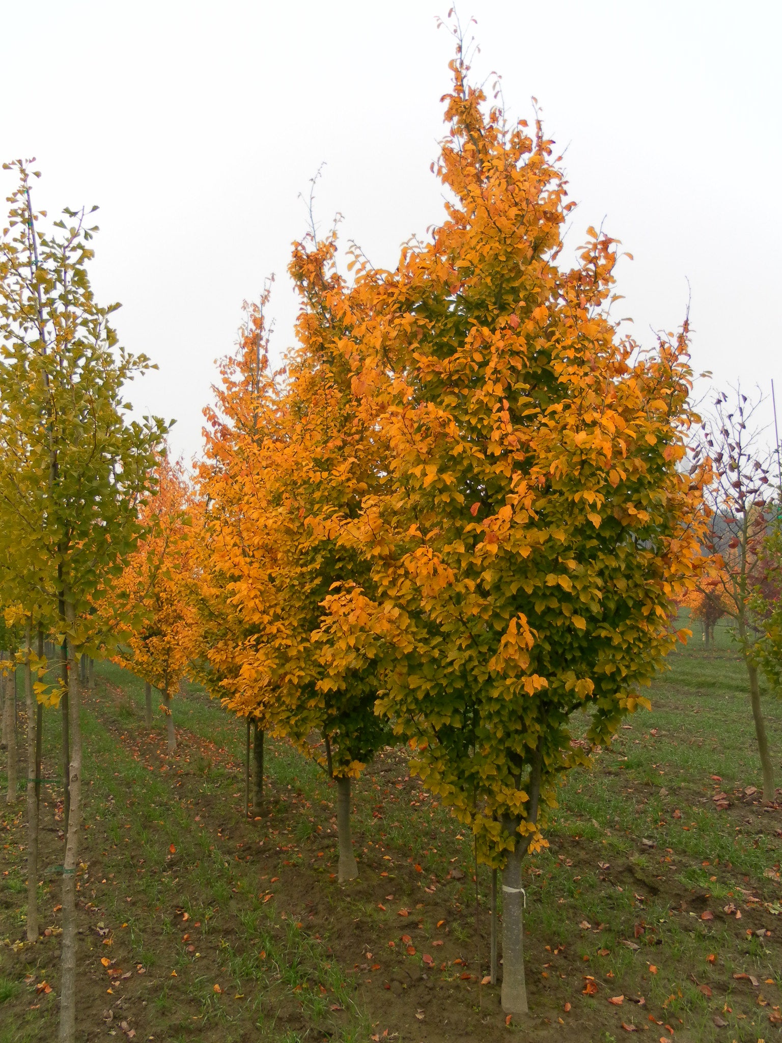 Parrotia persica Golden BellTower Chrishaven 1 PP28584 Golden BellTower Ironwood