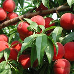 Peach Scarlet Rose NJ 355 citv. PP23,883 Scarlet Rose Peach