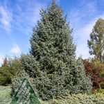Picea omorika Silver Blue Silberblue Silver Blue Serbian Spruce