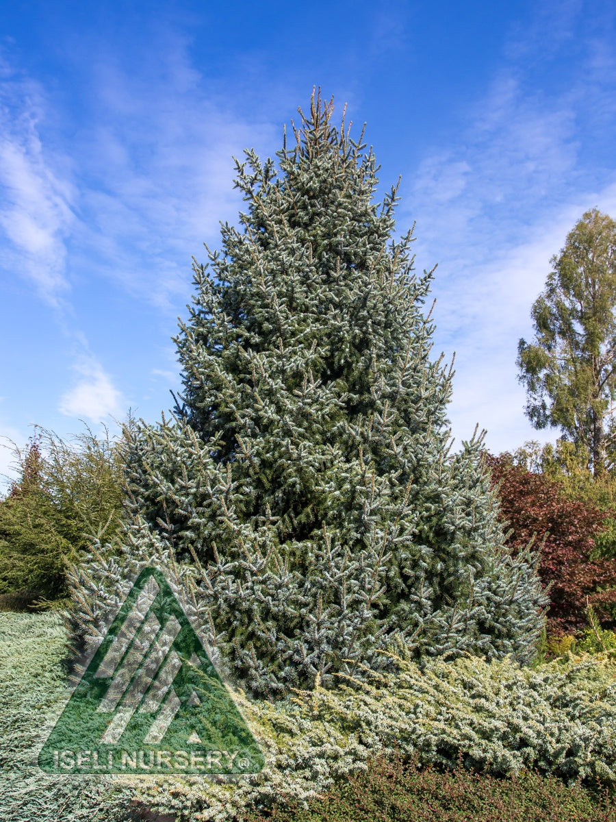 Picea omorika Silver Blue Silberblue Silver Blue Serbian Spruce