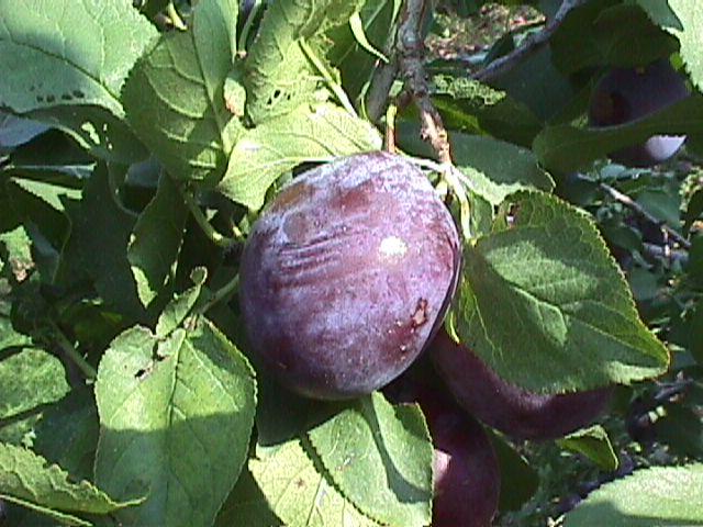 Plum Vanette Vanette Plum