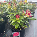 Rhododendron Holden Holden Rhododendron