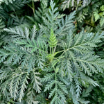 Artemisia gmelinii SunFern Olympia Balfernlym PP33775 Olympia Russian Wormwood