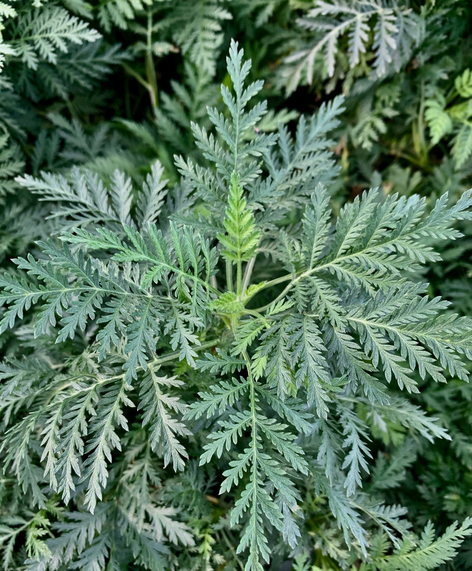 Artemisia gmelinii SunFern Olympia Balfernlym PP33775 Olympia Russian Wormwood