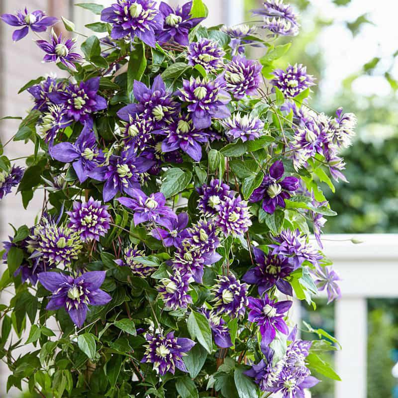 Clematis Taiga Taiga Clematis