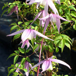 Clematis Willy Willy Alpine Clematis