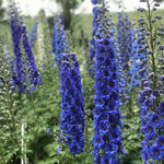 Delphinium elatum Blue Buccaneers Hybrid Bee Delphinium