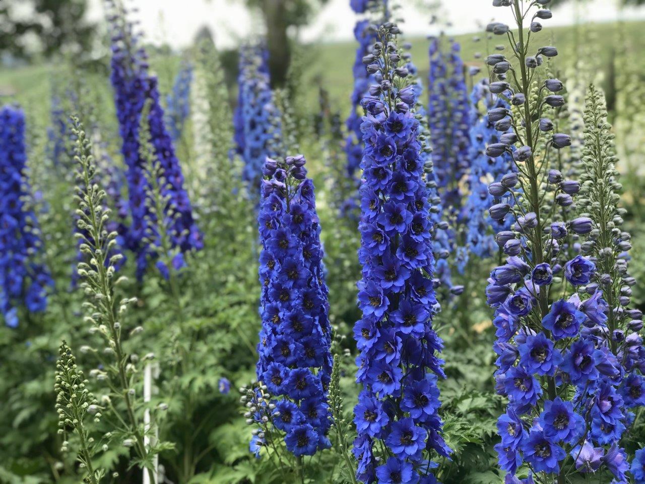 Delphinium elatum Blue Buccaneers Hybrid Bee Delphinium
