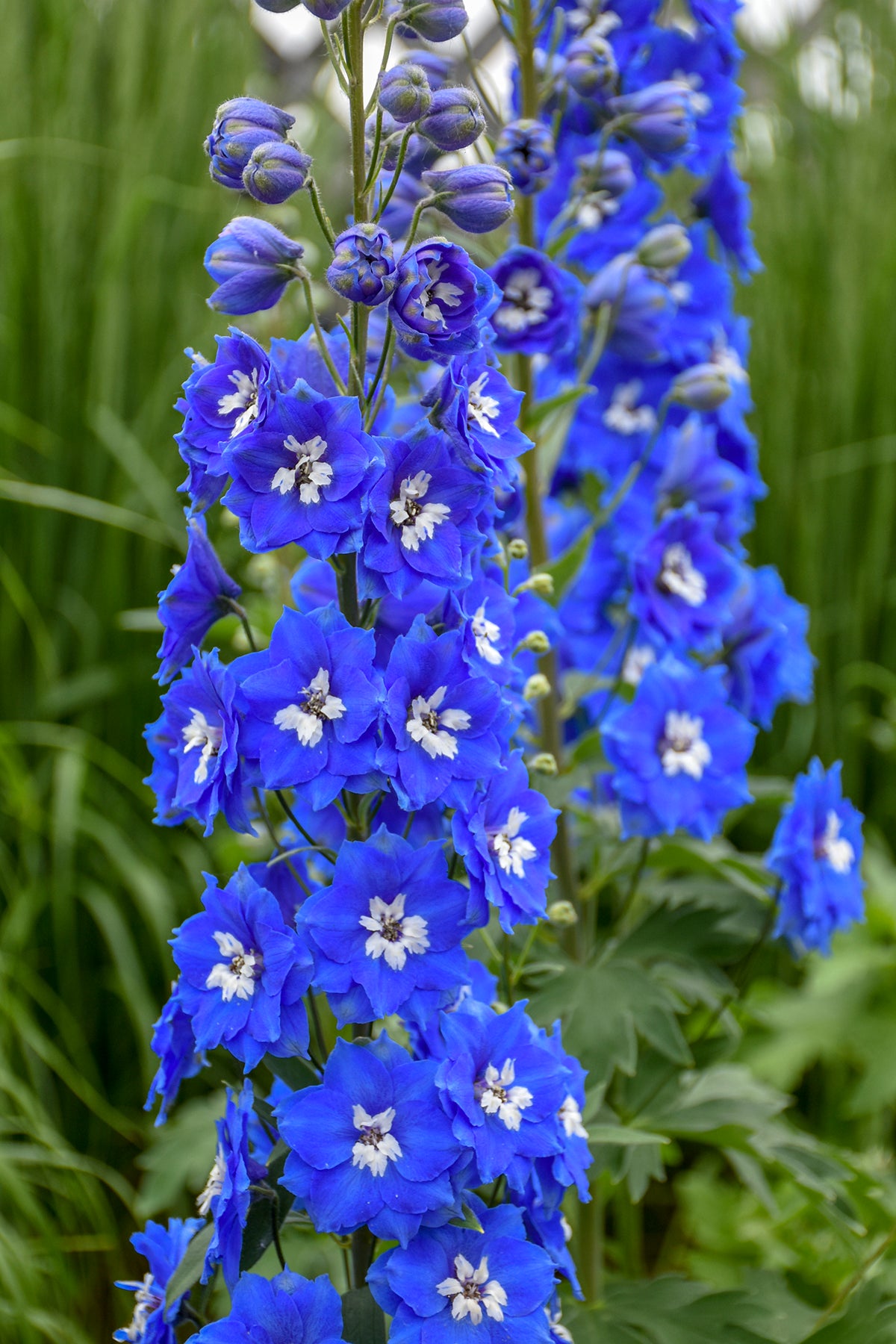 Delphinium elatum Cobalt Dreams Hybrid Bee Delphinium