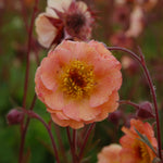 Geum x Mai Tai PP22,433 Mai Tai Avens