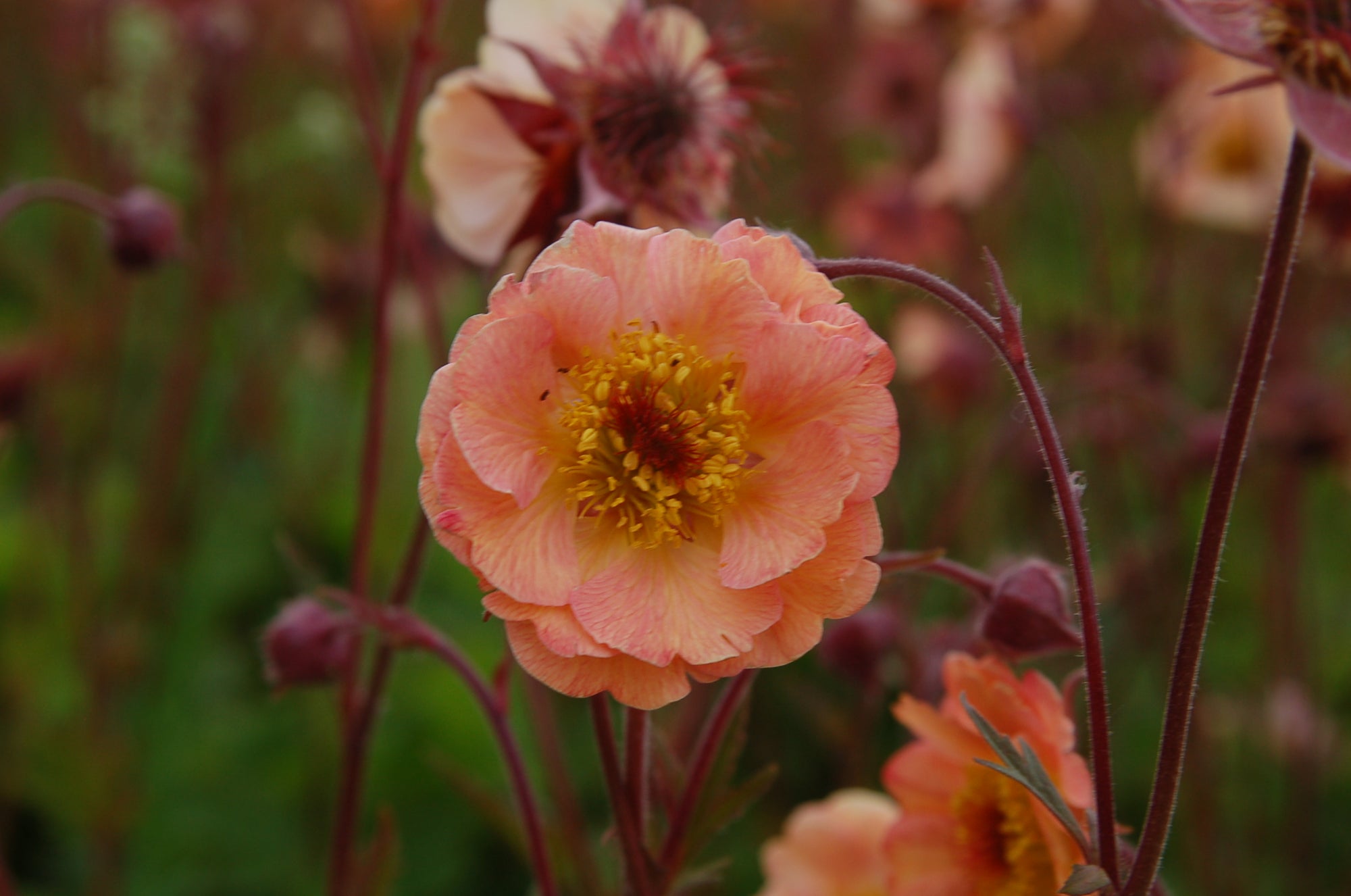 Geum x Mai Tai PP22,433 Mai Tai Avens