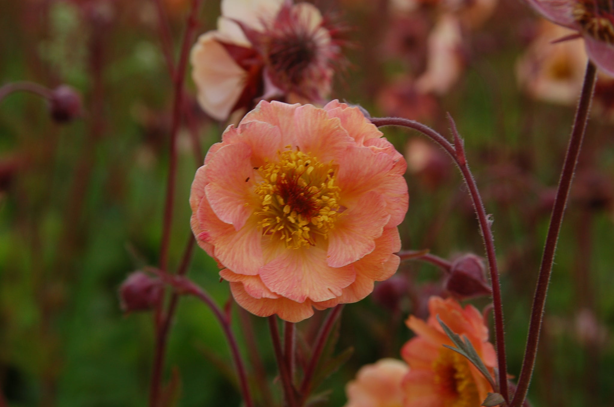 Geum x Mai Tai PP22,433 Mai Tai Avens