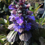Ajuga reptans Black Scallop PP15815, COPF Black Scallop Bugleweed