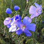 Linum perenne Perennial Flax