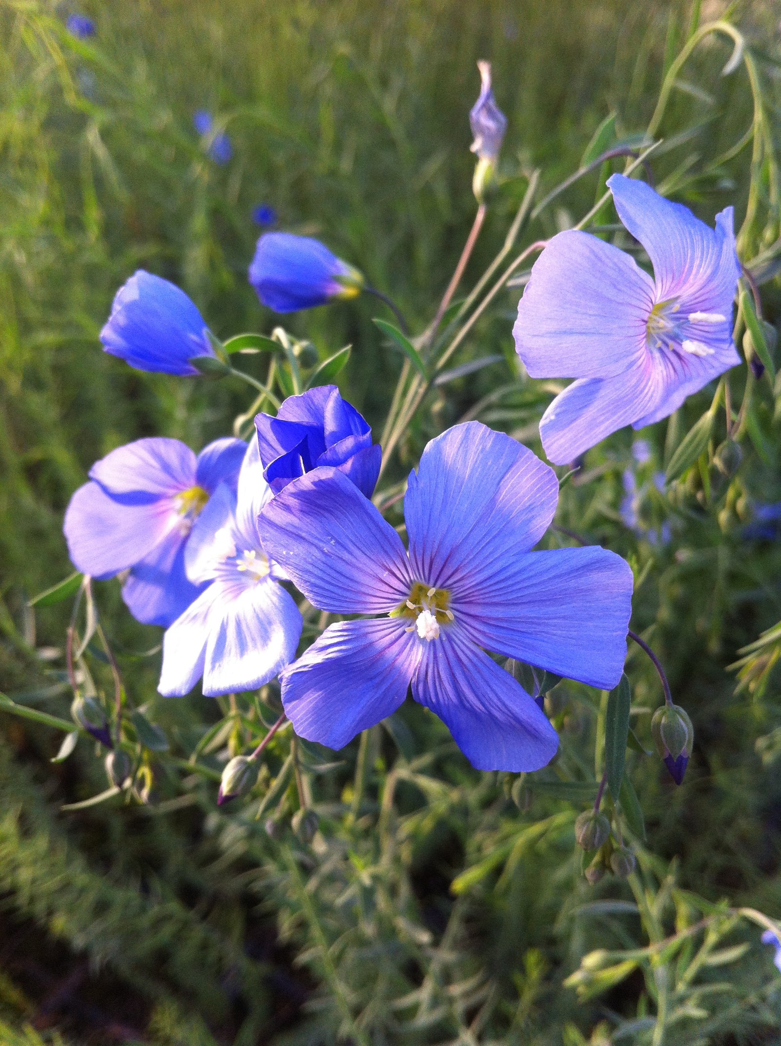 Linum perenne Perennial Flax