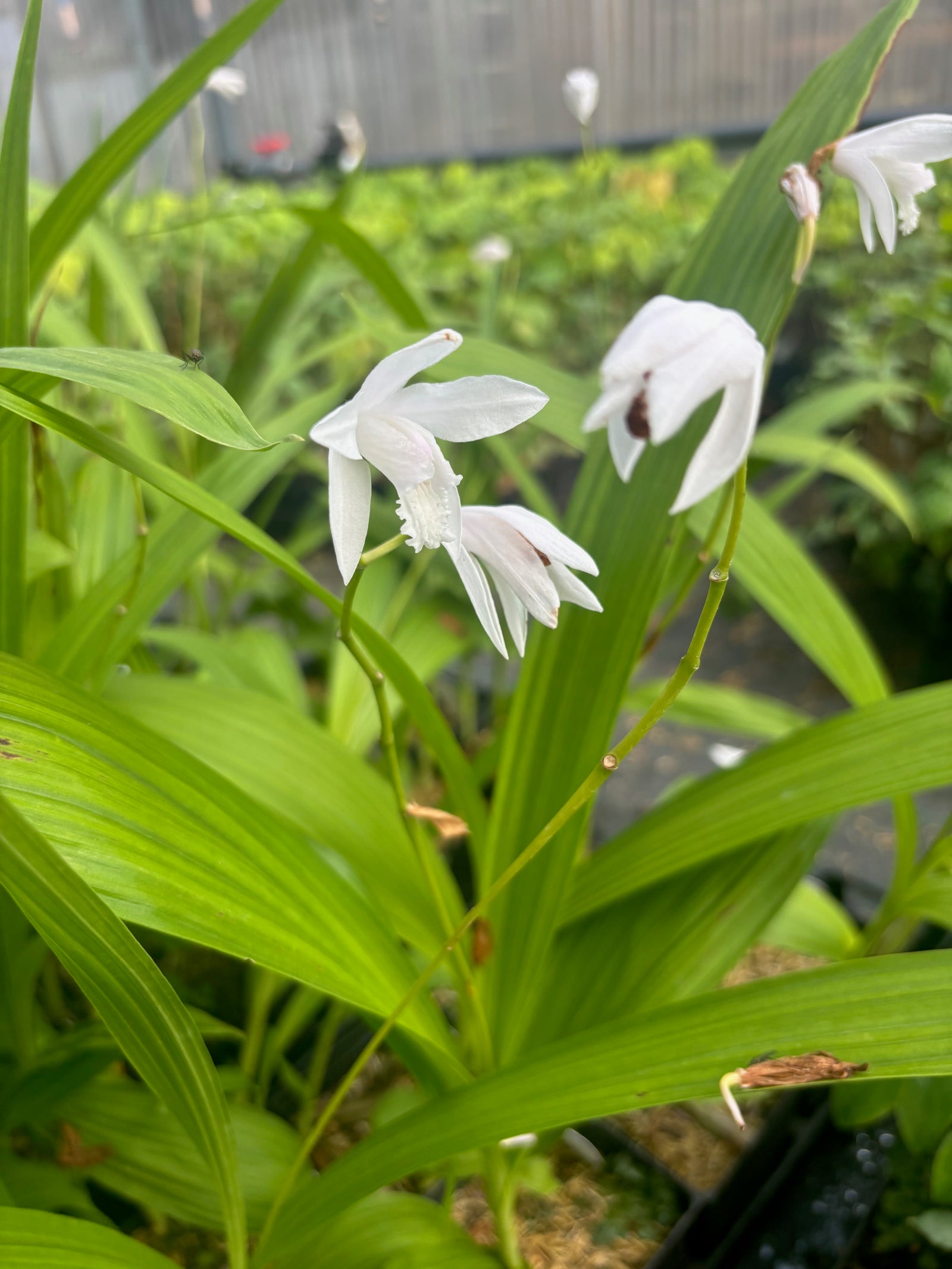 Bletilla striata Alba White Hardy Ground Orchid