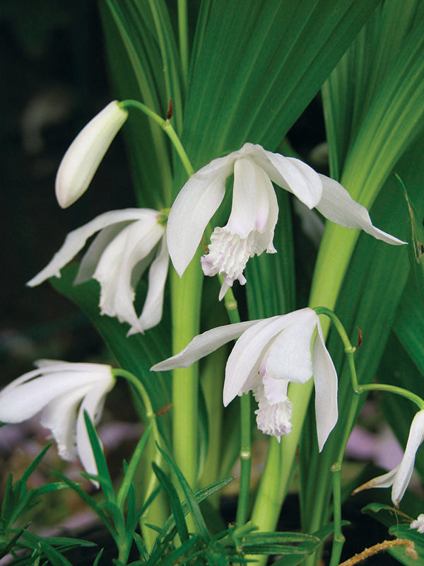 Bletilla striata Alba White Hardy Ground Orchid