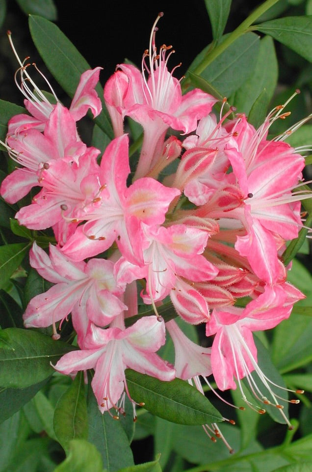 Azalea viscosum Ribbon Candy Ribbon Candy Swamp Azalea