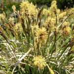Carex pensylvanica Straw Hat PP29432 Straw Hat Sedge