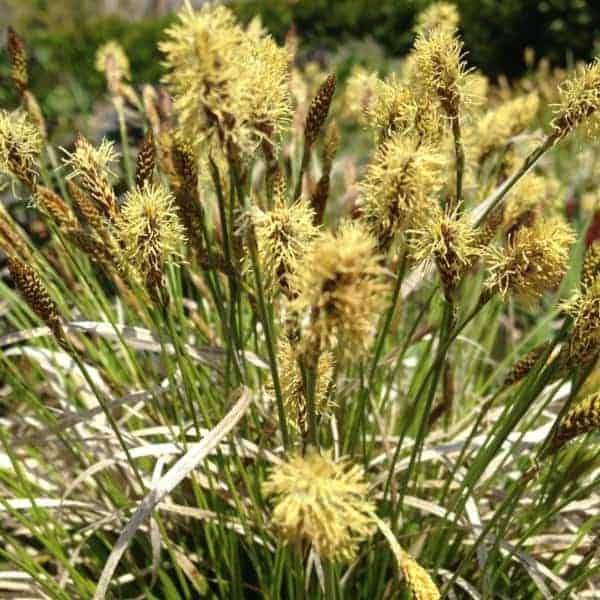 Carex pensylvanica Straw Hat PP29432 Straw Hat Sedge