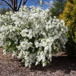 Exochorda x macrantha Lotus Moon Bailmoon Lotus Moon Pearlbush