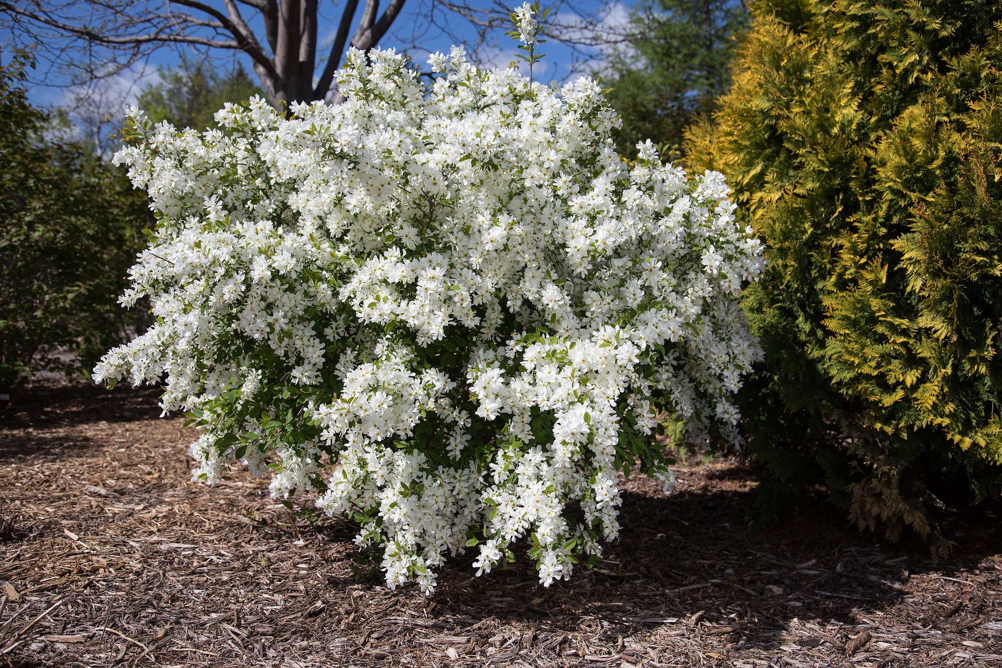 Exochorda x macrantha Lotus Moon Bailmoon Lotus Moon Pearlbush