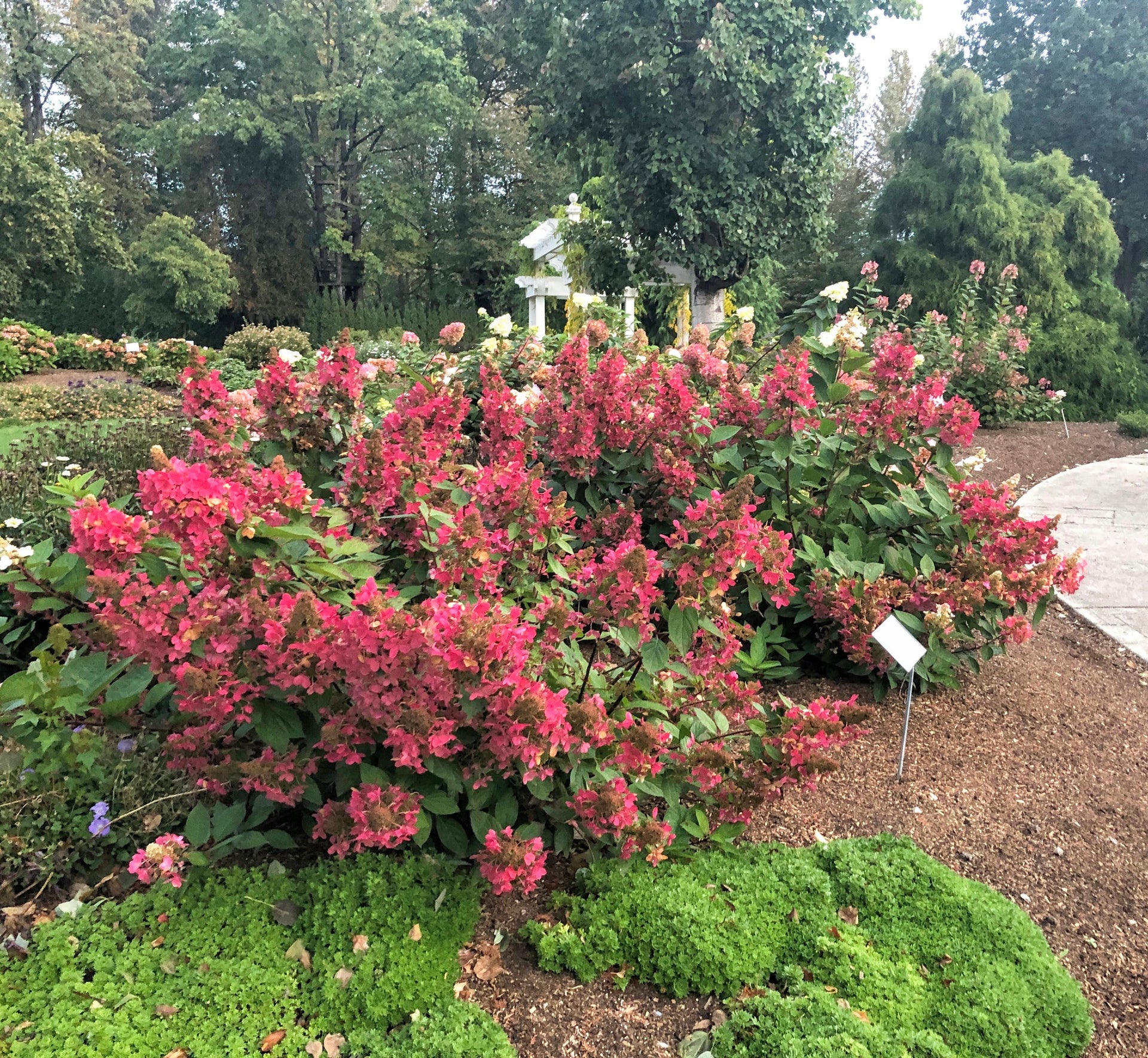 Flare™ Hydrangea – GardenTap