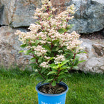 Hydrangea paniculata Torch HPOPR018 PP32972, CPBR6709 Torch Hydrangea