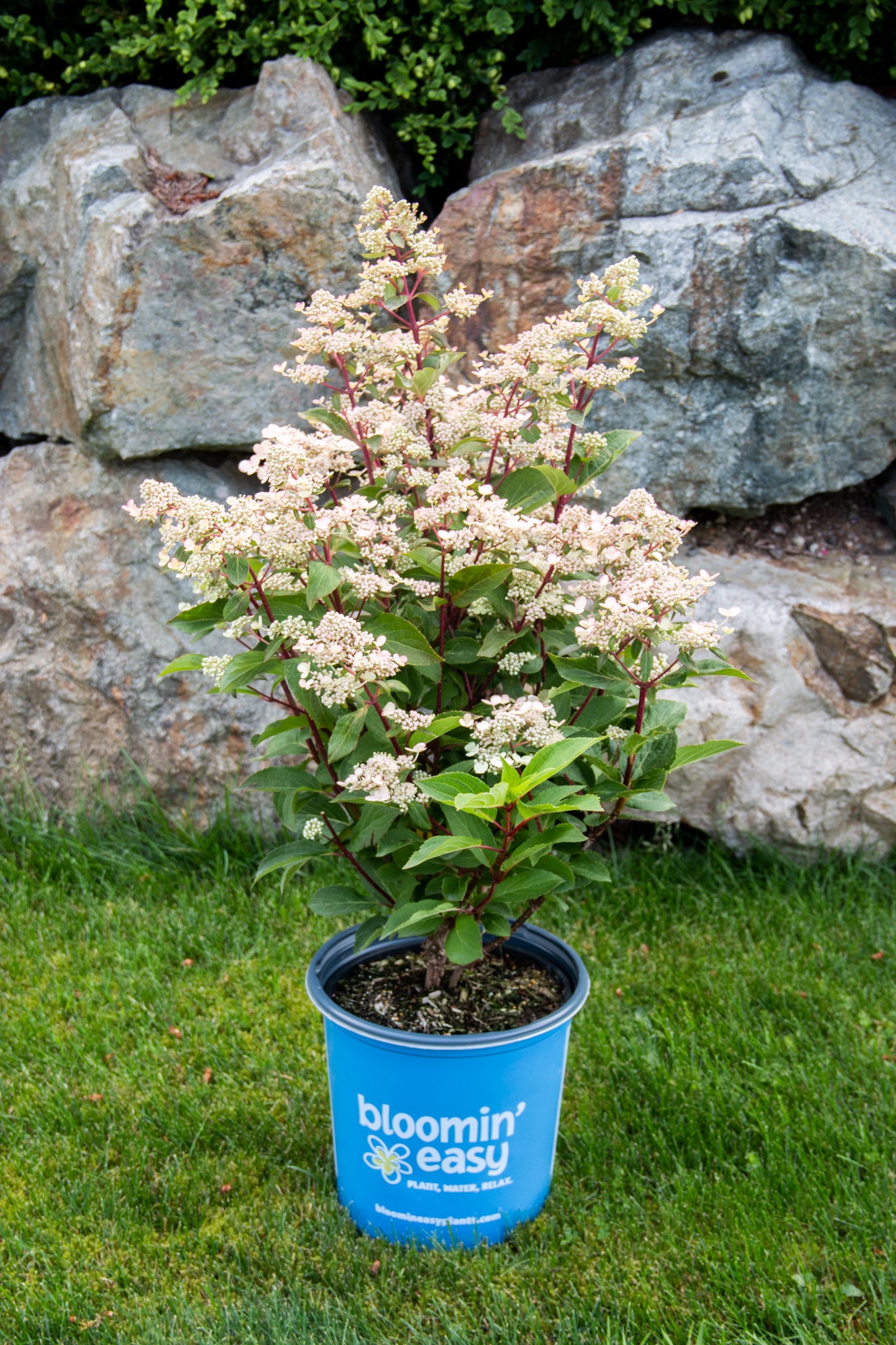 Hydrangea paniculata Torch HPOPR018 PP32972, CPBR6709 Torch Hydrangea