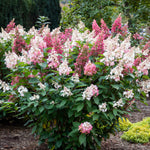 Hydrangea paniculata Candelabra Hpopr013 PP27472, CPBR6053 Candelabra Hydrangea