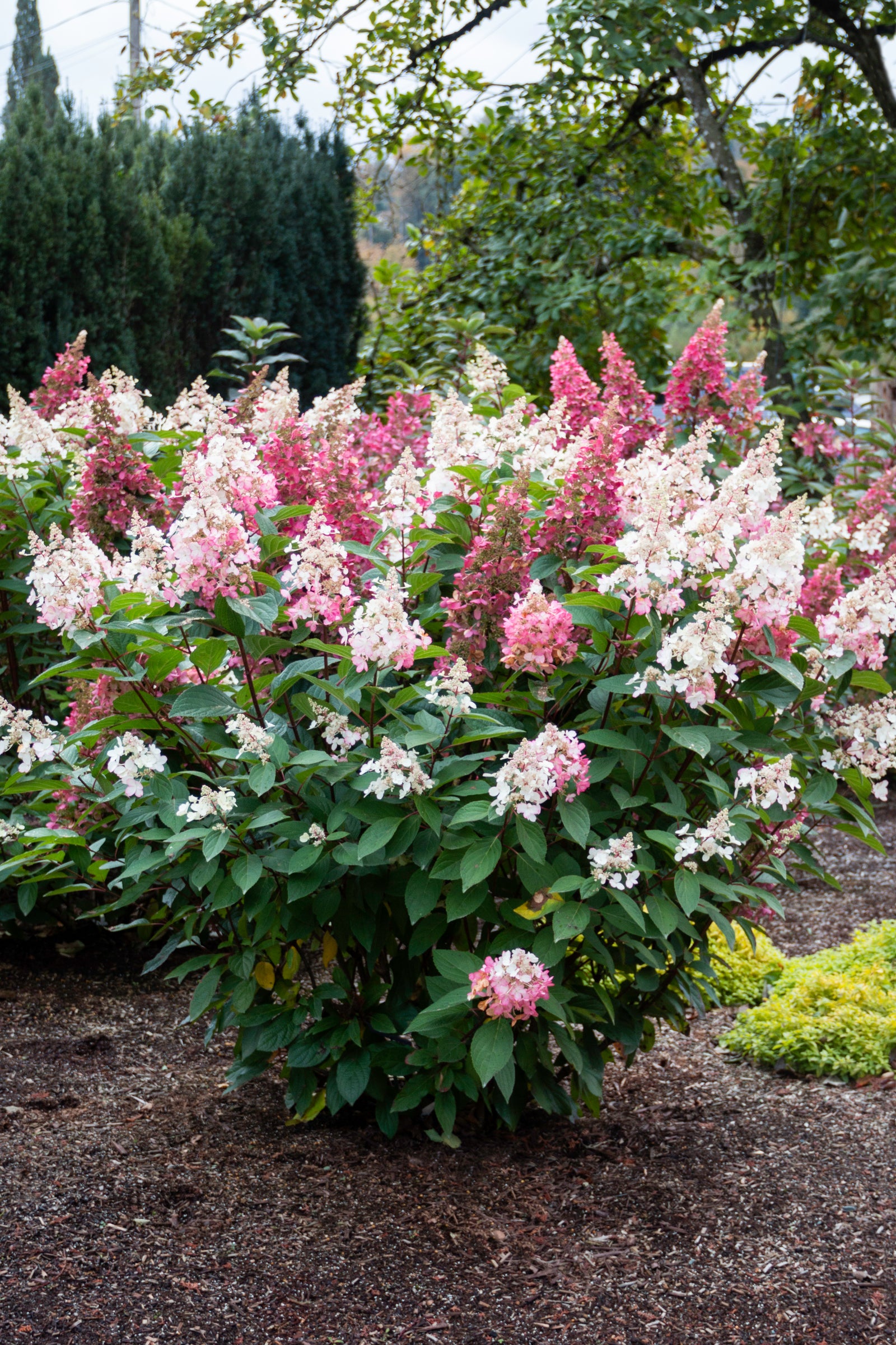 Hydrangea paniculata Candelabra Hpopr013 PP27472, CPBR6053 Candelabra Hydrangea
