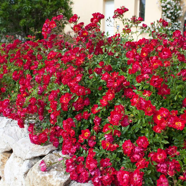 Rosa Red Drift Meigalpio PP 17,877 Red DriftRose