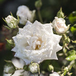 Rosa White Drift Meizorland PP 28,054 CPBR 5,592 White Drift Rose