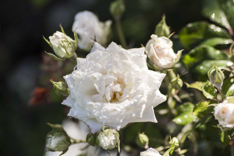 Rosa White Drift Meizorland PP 28,054 CPBR 5,592 White Drift Rose
