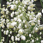 Thalictrum delavayi Splendide Album White Meadow Rue