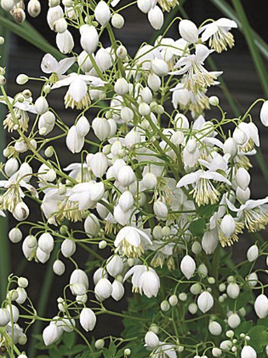 Thalictrum delavayi Splendide Album White Meadow Rue