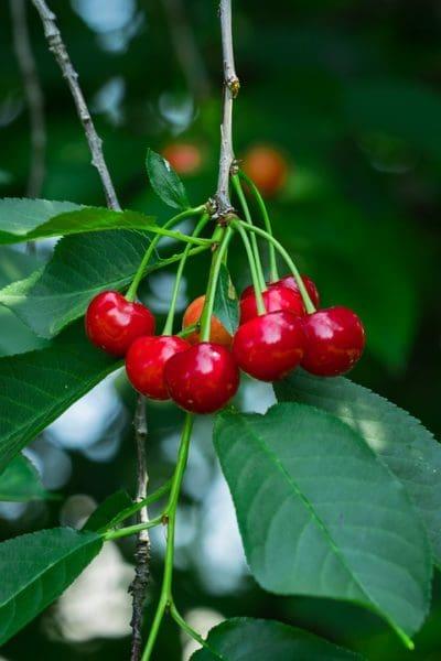 Cherry shrub Cutie Pie Cutie Pie Dwarf Sour Cherry