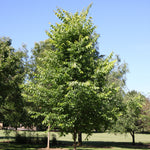 Ulmus americana New Harmony New Harmony American Elm
