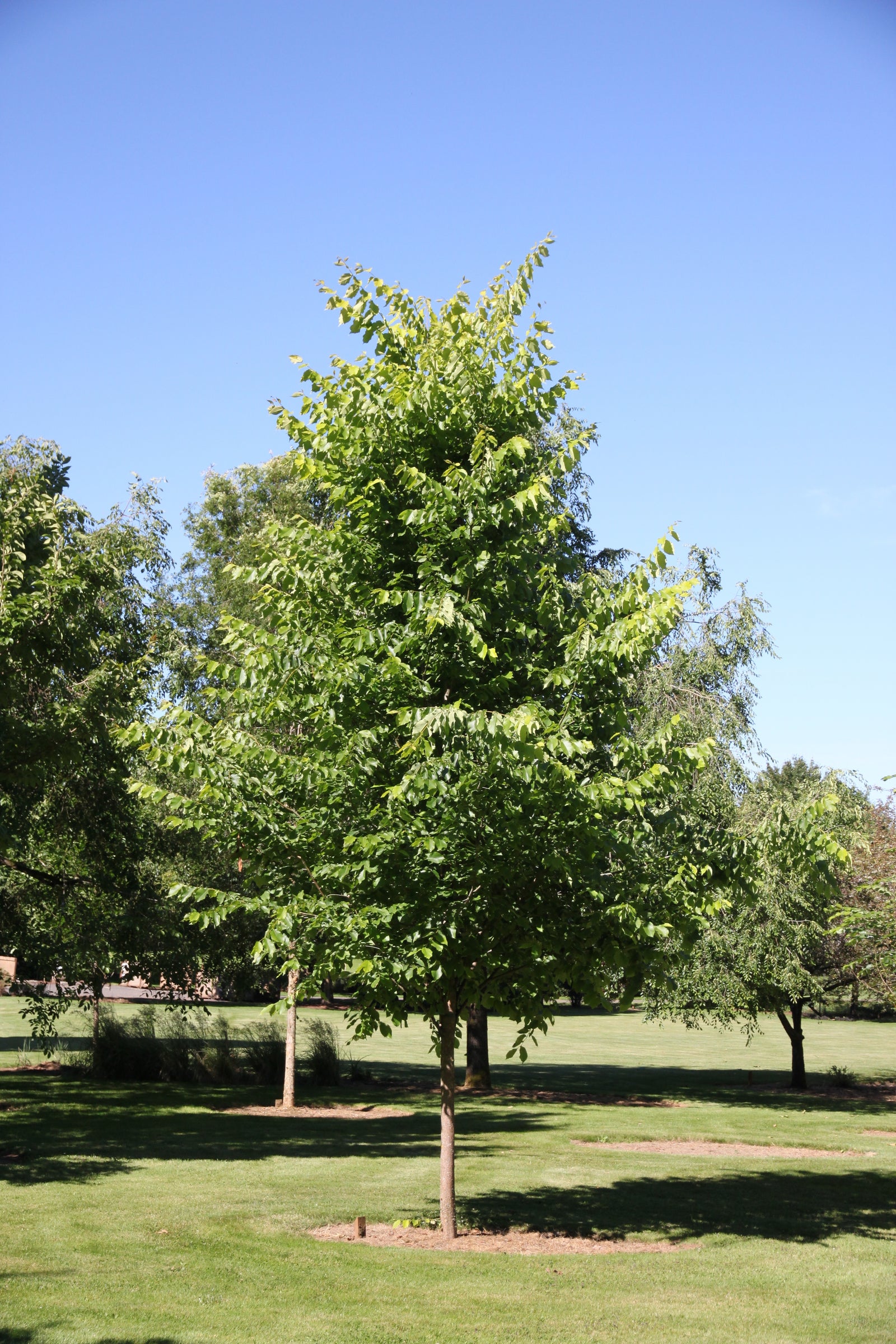 Ulmus americana New Harmony New Harmony American Elm