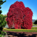 Acer palmatum var. dissectum Inaba Shidare Red Select Japanese Maple
