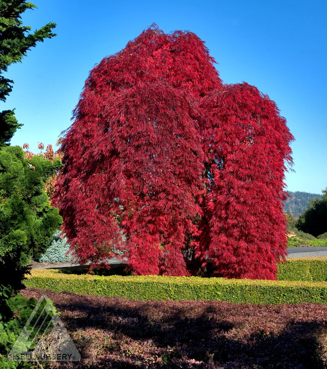 Acer palmatum var. dissectum Inaba Shidare Red Select Japanese Maple