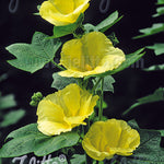 Alcea rosea Sunshine Sunshine Hollyhock
