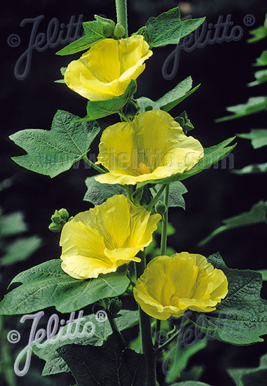 Alcea rosea Sunshine Sunshine Hollyhock