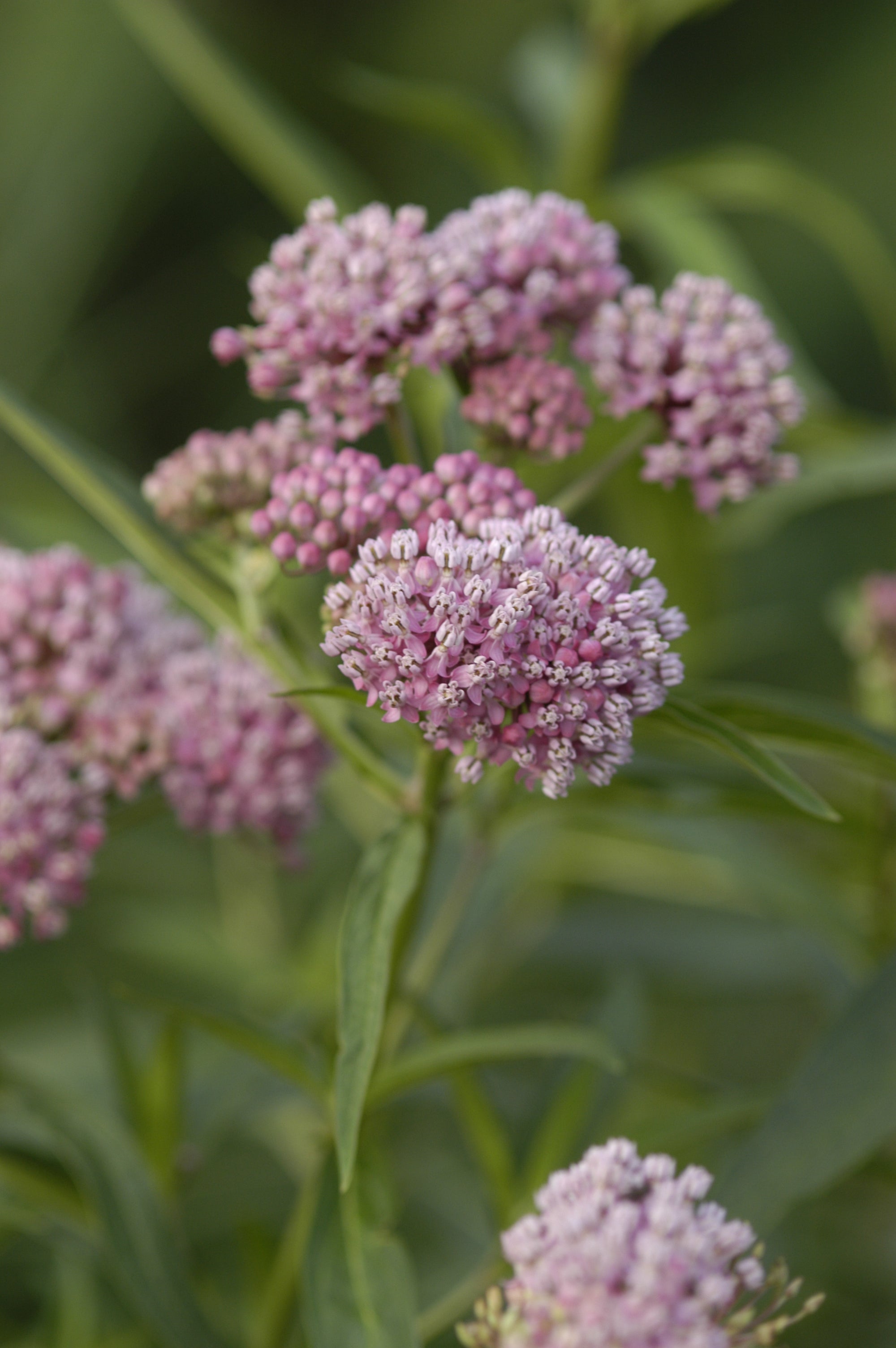 Asclepias incarnata Cinderella Cinderella Swamp Milkweed